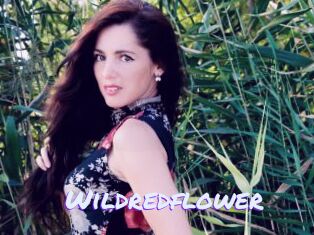 Wildredflower